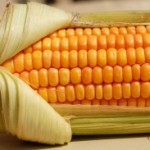 1250370_corn_1