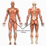 obliques obliques