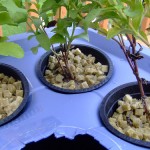 stevia