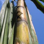 sugar-cane