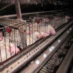 factory-farming-1