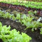 organic-garden