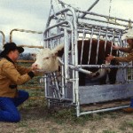 cow