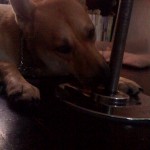 My puppy, Sushi, as she guards my pole!