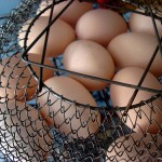brown-eggs