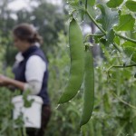 organicpeasinfield