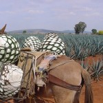 agave-nectar