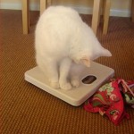 bathroom-scales