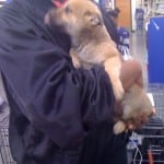 The day we brought Sushi Flower home.