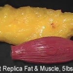 fat-v-muscle