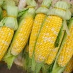 sweet-corn-425