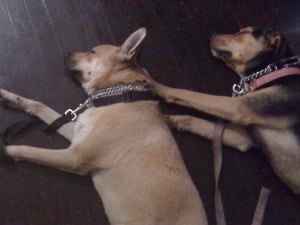 Passed clean out after a run! Lazy bums!